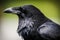 Common Raven (Corvus corax)