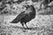Common raven, corvus corax