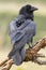 Common Raven (Corvus corax )