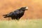 The common raven - Corvus corax