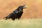 The common raven - Corvus corax