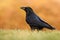 The common raven - Corvus corax