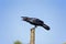 Common Raven, corvus corax, Adult calling out, against Blue Sky