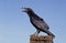 COMMON RAVEN corvus corax, ADULT CALLING OUT, ALASKA