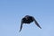 Common Raven, corvus corax, Adult in Flight against Blue Sky with Open Beak