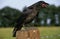 Common Raven, corvus corax, Adult standing on Post, Calling, Cawing