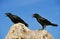 Common Raven, corvus corax, Adults calling, Cawing