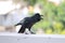 The common raven & x28;Corvus corax& x29; is an all-black passerine bird common in many parts of the world