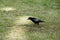 The common raven Corvus corax, also known as the northern raven, all-black passerine bird. A raven is one of several