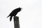 A Common raven Corvus corax cawing from atop a post on Amherst Island near Kingston, Canada