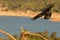 The Common raven Corvus corax landing to the branch with a death rabbit.