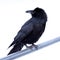 Common Raven Corvus corax perched on metal bar