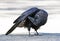 Common raven Corvus corax preening in Algonquin Park, Canada