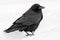 Common Raven Corvus corax in the snow in Banff National Park