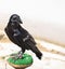 Common Raven Corvus coraxwith a light background