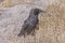 Common Raven in the Desert Grasses