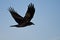 Common Raven Flying in a Blue Sky