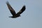 Common Raven Flying in a Blue Sky