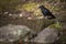 Common raven  having a drink of fresh water from a little stream in mountains -