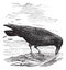 Common Raven or Northern Raven or Corvus corax vintage engraving