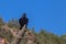 Common Raven on Perch in Arizona Forest