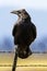 Common Raven perched on barb wired fence