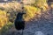 Common Raven in Petrified Forest National Park, Arizona