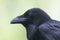 Common Raven portrait