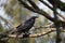 Common raven resting in forest