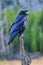 Common raven sitting on a dead tree in Yellowstone National Park, Wyoming