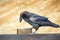 Common Raven sitting on a wooden beam