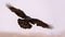 Common Raven soars in the sky with spreaded wings, legs and tail