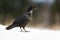 Common raven standing on snow in wintertime nature.