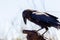 A Common Raven in Tucson, Arizona