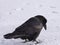 Common Raven walking in the snow, Alberta, Canada