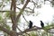 Common ravens