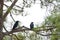 Common ravens