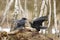 Common ravens Corvus corax fight together in birch forest in spring. Czech republic, Central Bohemia.