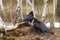 Common ravens fight together in birch forest in spring. Fox prey. Czech republic, Central Bohemia.