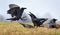 Common ravens interactions â€“ fierce conflict between two birds for carrion