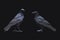 Common ravens - isolated on dark background