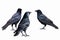 Common Ravens - isolated on a white background