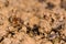 Common red ant (Myrmica rubra) and small black ant (Lasius nigra)