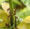 Common red ants and plant louses