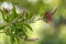 Common red bottlebrush by springtime