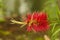 Common red, crimson or lemon bottlebrush callistemon citrinus flower