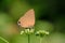 Common Red Flash butterfly on Flower