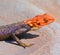 The common, red-headed rock or rainbow agama