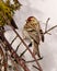 Common Red poll Photo and Image. Close-up profile rear view in the winter season perched with a blur forest background in its