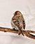 Common Red poll Photo and Image. Close-up profile rear view in the winter season perched with a white background in its